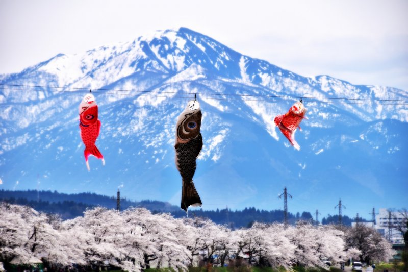 <p>Carp streamers fluttering in the wind with pretty cherry blossoms and snowy mountains in the background</p>