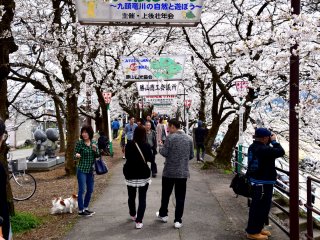 V&aacute;rias pessoas aproveitam o Festival Benten Sakura em Katsuyama e caminham pelo passeio junto ao rio Kuzuryu, que corre na cidade de Katsuyama