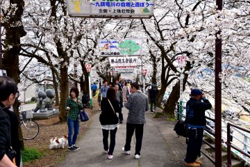บนเส้นทางเดินเลียบแม่น้ำผู้คนกำลังเพลิดเพลินกับเทศกาลซากุร Katsuyama Benten