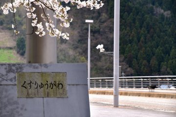 <p>Katsuyama Bridge overhung by cherry blossoms. The sign says, &#39;Kuzuryu River&#39;.</p>