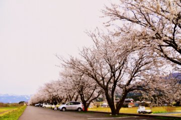 <p>Endless rows of cherry trees in full bloom</p>