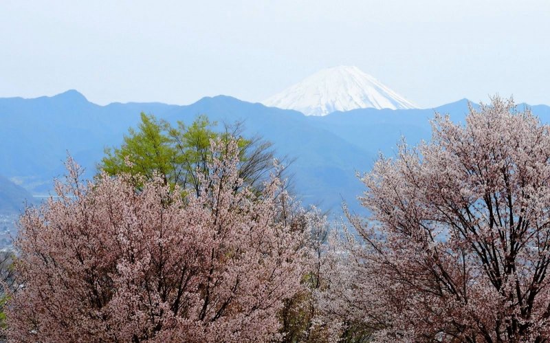 <p>Cherry blossom, blue mountains and Mount Fuji in the distance</p>