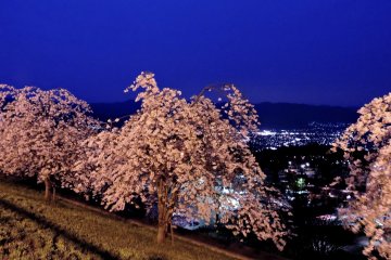 <p>Night view of weeping cherry and lights from the car park behind the hotel</p>