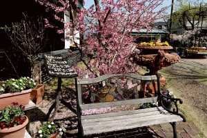 Peach tree and wooden bench at the entrance