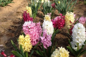 <p>You can even find hyacinths here</p>