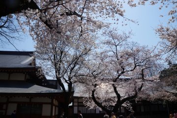 <p>Because sakura, beyond being beautiful, they make you put things in perspective. Nothing lasts forever, right?</p>