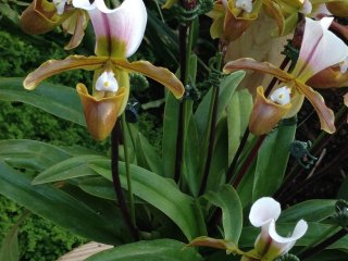 Пафиопедилум - это орхидея-башмачок с сумчатым цветком, единственная орхидея, которая растет в земле, а не прикреплена к дереву