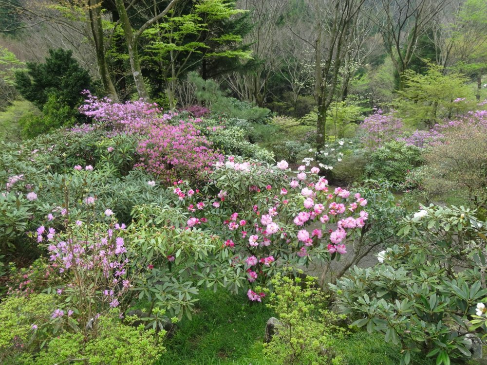 A hillside of rhododendrons in rural Oita
