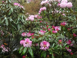 The rhododendrons are also planted with azaleas and a few other flower species