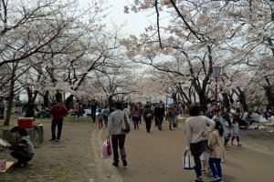 Des gens qui cherchent un bon endroit pour regarder les cerisiers en fleur &nbsp;