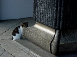 Кошка смотрит на случайно забредших посетителей