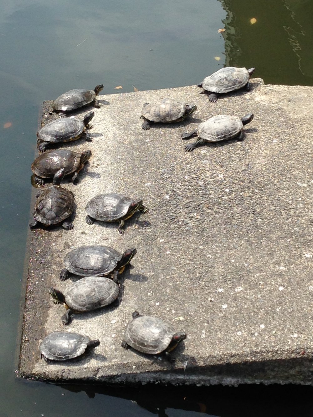 Красавицы черепахи вылезли погреться на солнышке