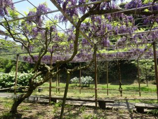 A wisteria trellis near the end of the park