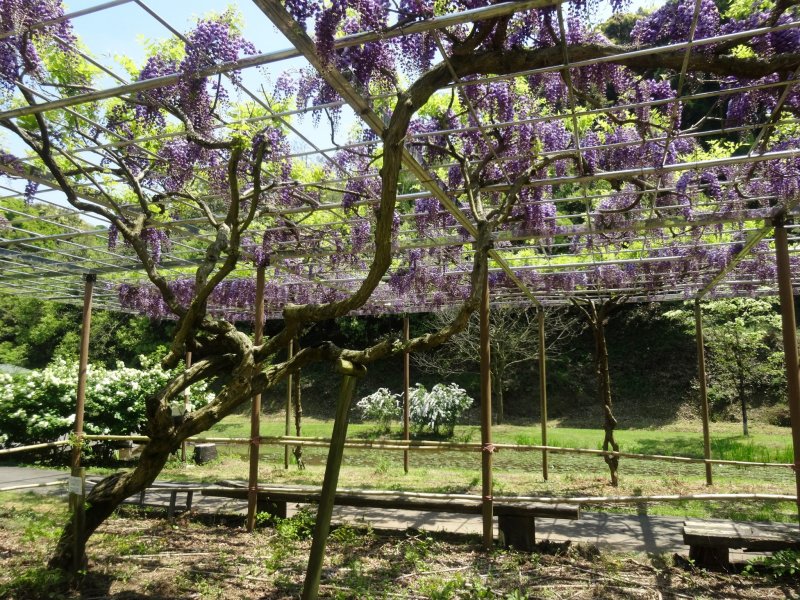 <p>A wisteria trellis near the end of the park</p>