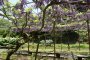 Vườn hoa tử đằng ở Yamaga
