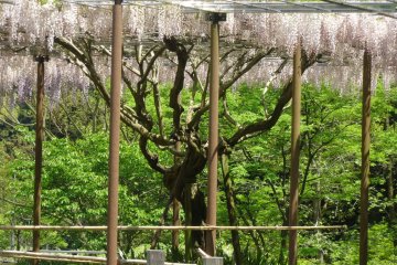 <p>The garden has at least five distinct varieties of wisteria</p>