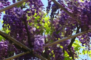 <p>This color of wisteria is only found in a few places in Japan</p>