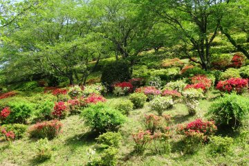 <p>The path to the peak winds through the azaleas and takes about 15-20 minutes</p>