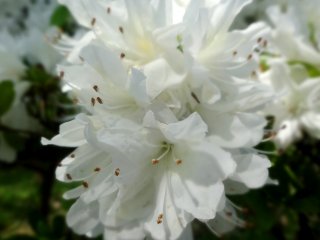 มีดอกอะเซลเลียสีขาวที่หาดูได้ยากด้วย