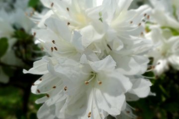 <p>มีดอกอะเซลเลียสีขาวที่หาดูได้ยากด้วย</p>