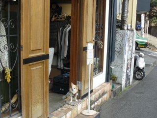The doggie is waiting for the owner at the shop entrance, but he is not in a hurry.