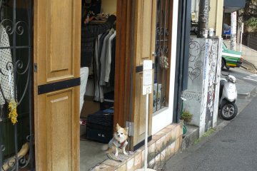 <p>The doggie is waiting for the owner at the shop entrance, but he is not in a hurry.</p>