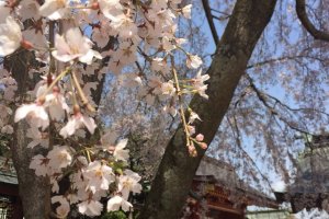 Sakura di Kuil Shiogama