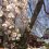 Sakura di Shiogama