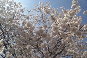 The sakura trees in full bloom