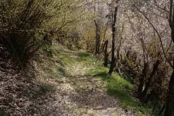 <p>One of the many paths along the 60 minutes trail</p>