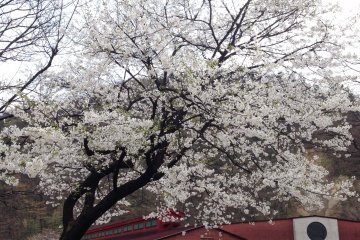 <p>I was fortunate enough to be there during cherry blossom season. The white flowers against the dark red brick building was spectacular</p>