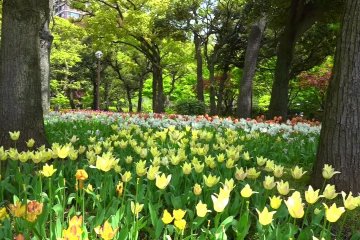 Yokohama: Tulips in a Gentle Breeze