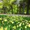 Yokohama: Hoa tulip thoảng trong gió