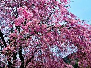Gorgeous pink weeping cherry blossoms cascading down to the ground