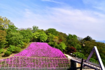 널찍한 니시야마 공원의 동쪽과 서쪽을 연결하는 니시야마교 양쪽에 모스플록꽃이 피어나고 있다