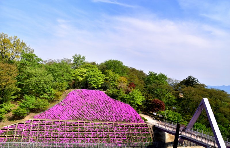 <p>Moss phlox flowers are blooming on both sides of Nishiyama Bridge which connects the eastern and western parts of the spacious Nishiyama Park.</p>