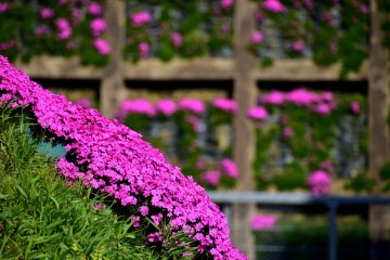 <p>Looking at the fully blooming moss phlox on the west side with sporadic flowers on the east side in the background. I wonder if the east side flowers are not blooming yet due to the lack of sunshine?</p>