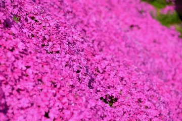 <p>Close-up look at the fully blooming pink moss phlox</p>