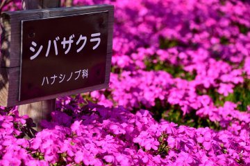 ป้ายบอกรายละเอียดของต้นฟล็อก moss pink ภาษาญี่ปุ่นเรียกว่า ชิบะ-ซากุระ ซึ่งแปลความหมายได้ว่า ซากุระบนสนามหญ้า