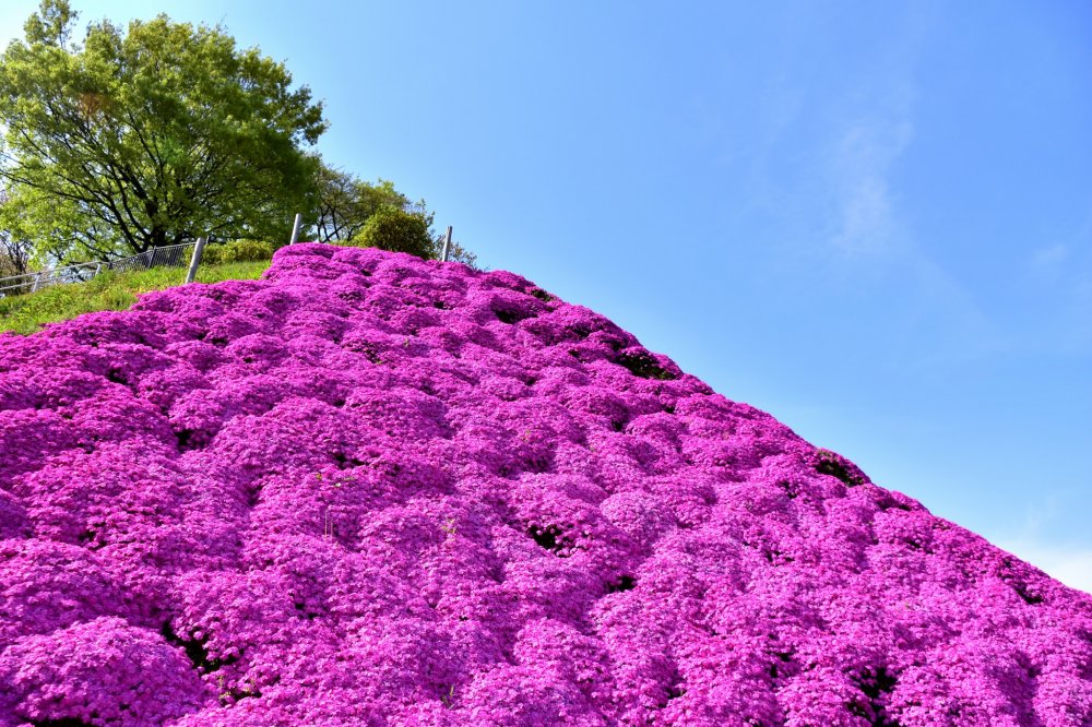 Núi hoa trúc đào rêu hồng trên sườn đồi của công viên Nishiyama!
