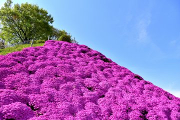 니시야마 공원의 시바자쿠라 마운틴