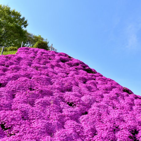 Gunungan Bunga Moss Merah Muda di Taman Nishiyama