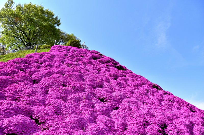 ภูเขาต้นฟล็อก moss pink บนเนินเขาของสวนนิชิยะมะ (Nishiyama) 
