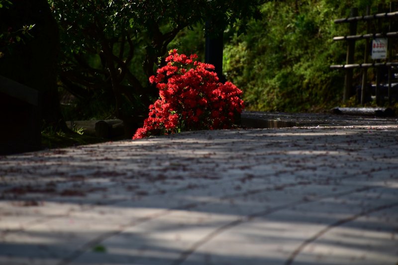 <p>Red azalea blooming beside the path in the park</p>