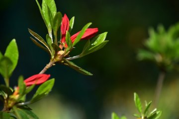 <p>Close-up look at the azalea buds. They will bloom in lovely red in early May.</p>