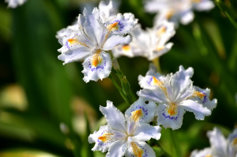 ดอกชะกะ (iris japonica) เบ่งบานท่ามกลางสายลมอ่อนๆ ของฤดูใบไม้ผลิ