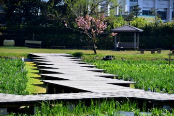 <p>Wooden pathway in the lakeside Iris Garden. They must look beautiful when the irises bloom in June.</p>
