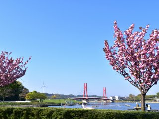 Great view of red Iris Bridge over a blue lake, windmills and cherry blossoms. What a refreshing sight!