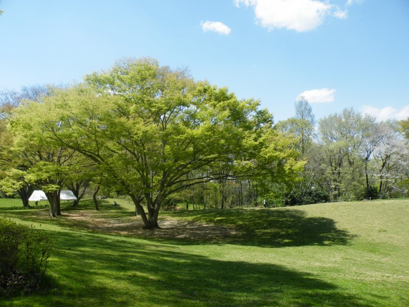 <p>This garden has a lot of open space that is great for picnics</p>