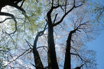 <p>One of the things I absolutely loved about this place was looking at the old trees that rose majestically to the heavens</p>